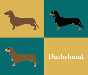 Dachshund