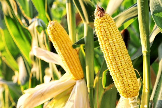 corn in the field