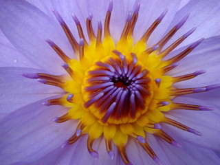 Amazing close up blue lotus flower