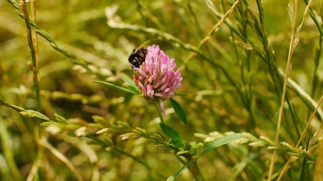Bumblebee gathers pollen and flies away towards camera.