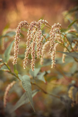 Autumn lawn with drying flowers.The image is tinted.Selective focus