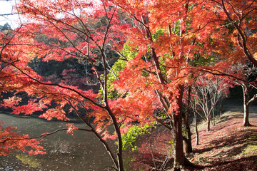 紅葉の秋