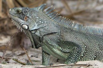 Iguane lizard portrait macro, close-up