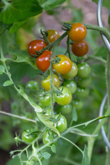 growth cherry tomatoes in a greenhouse