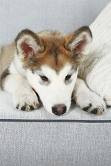 Cute Alaskan Malamute puppy on sofa, close up