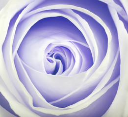 closeup of delicate light blue rose