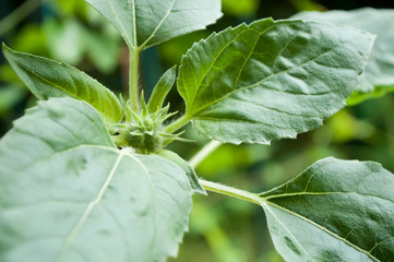 jeune tournesol  en gros plan