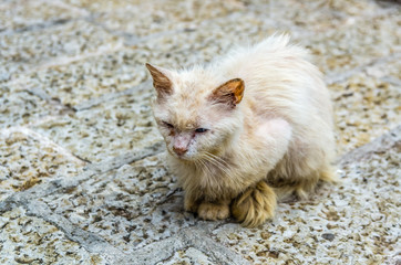 Street cat portrait
