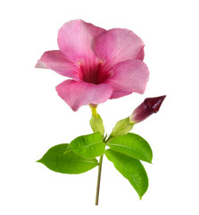 Pink flowers on white background