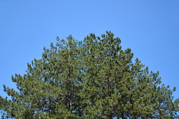Green tree and blue sky