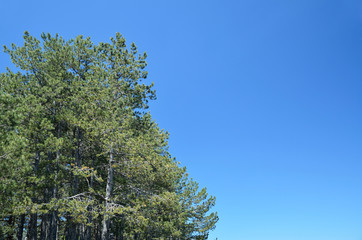 Conifer trees and blue sky