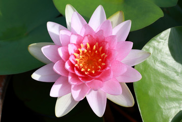 Pink lotus flower in full bloom.
