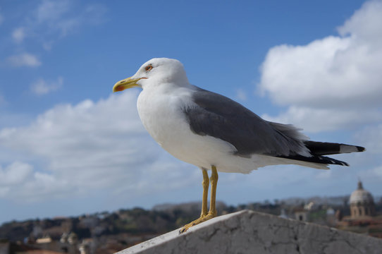 Rome seagull