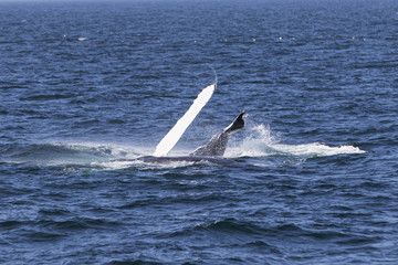 Naklejka premium Whale watching.