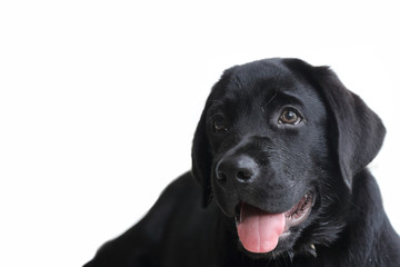 isolated black labrador puppy