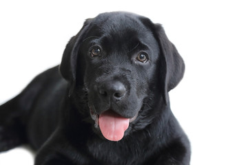 isolated black labrador puppy