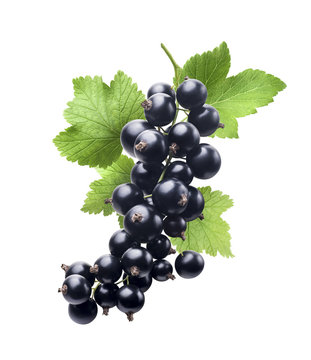 Black currant new isolated on white background