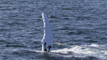 Fototapeta premium Whale watching.