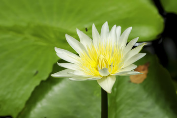 Thai lotus in public park in Thailand, Lilly flower.