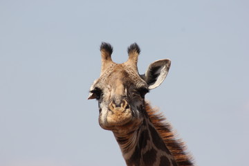 &uuml;berraschte ulkig schauende Giraffe