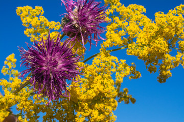 Thistle flower
