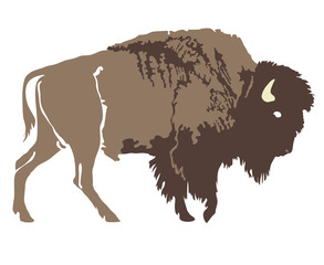 Buffalo. Hand-drawn illustration. Design for logo, t shirt, bag etc. © Imagewriter