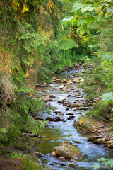 Mountain river in the wood.