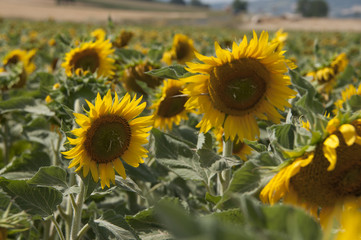 Fototapeta premium Champ de tournesol