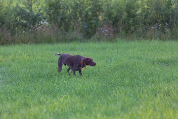 Легавая на стойке