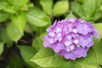 紫の紫陽花