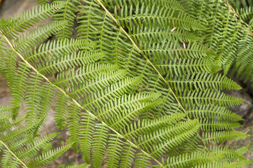 Fern forest