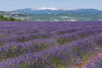 Lavendelfelder in der Provence | Südfrankreich