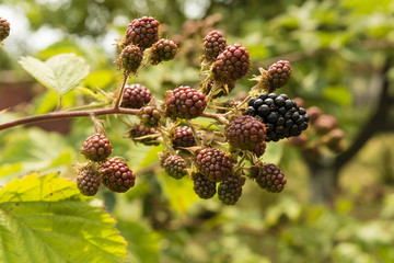Blackberry fruit is ripe and unripe
