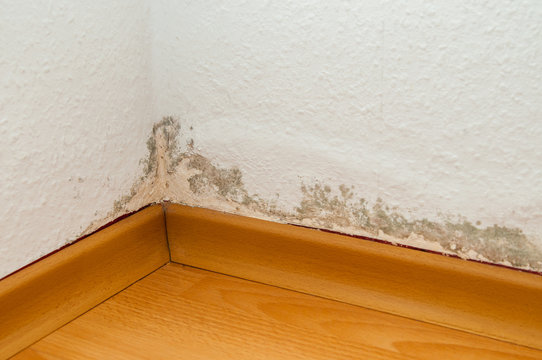 Schimmel in Wohnung