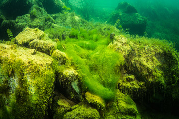 Obraz premium Underwater landscape
