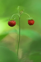 Fragaria vesca berries 