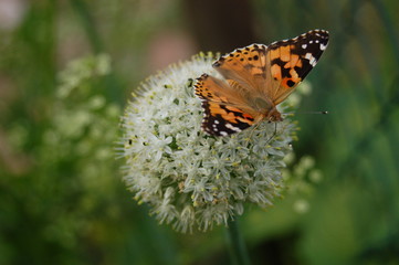 Schmetterling auf Zwiebel-Blüte