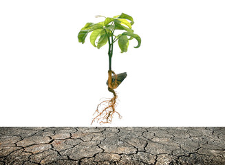 tabroot and fibrous root on crack ground