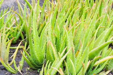 Aloe vera in gardens