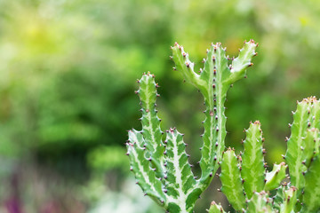 Aloe vera in gardens
