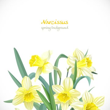 Narcissus spring background