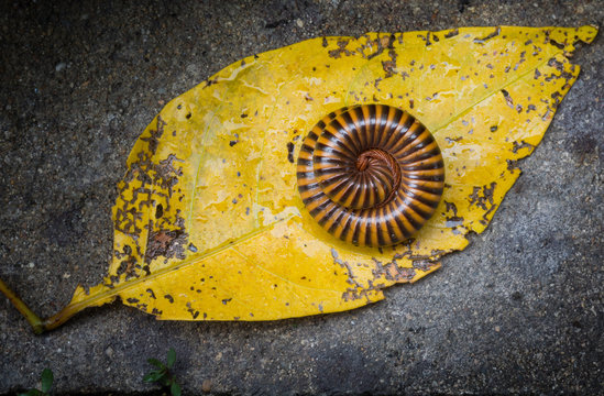 Millipede Close up (Blaniulidae) in defensive position on yellow