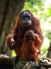 The orangutang