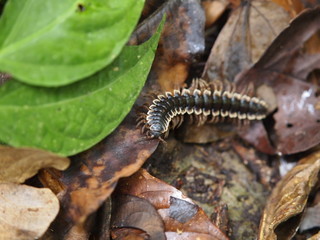 Scolopendra