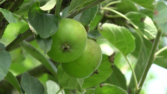 Green apple fruits hanging on apple tree