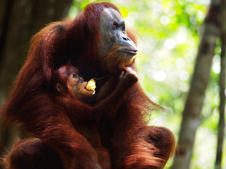 The orangutang © Natalia Schuchardt