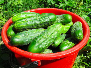 Cucumber 