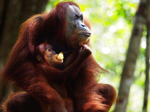 The orangutang