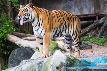 tiger in zoo