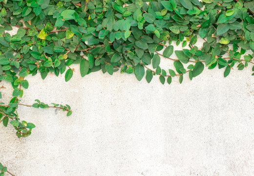 Green Creeper Plant on white wall © freedom_naruk